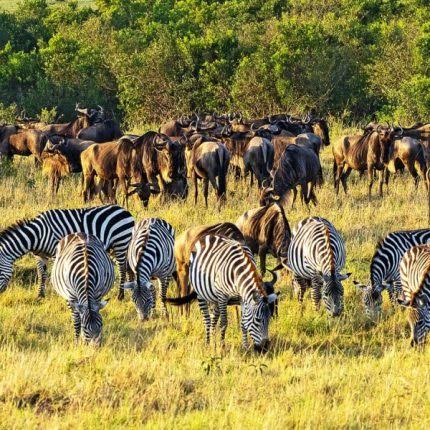 10 Days, 9 Nights Kenya Birding Experience In Masai Mara, Lake Naivasha, Lake Bogoria, Tsavo East And Amboseli with complimentary first night at After 40 Nairobi Hotel and airport pick up
