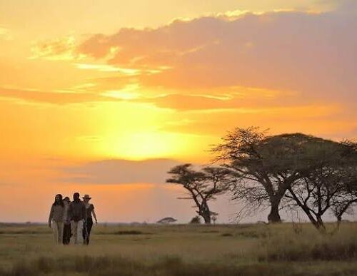 11 Days, 10 Nights Kenya And Tanzania Private Lodging Safari with a free first night at Best Western Plus Hotel Westlands Nairobi