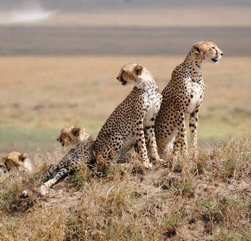 12 Days Best of Kenya and Tanzania Safari with a complimentary first night at Best Western Plus Westlands Nairobi hotel and free airport pick up