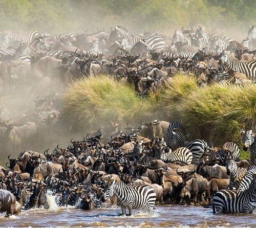 12 Days Best of Kenya and Tanzania Safari with a complimentary first night at Best Western Plus Westlands Nairobi hotel and free airport pick up