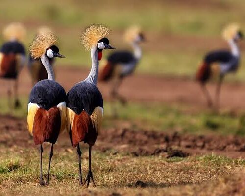 14 Days Best Kenya and Tanzania safari with complimentary first night accommodation at Best Western Plus Hotel and free airport pick up
