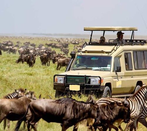 3 Days, 2 Nights Private Masai Mara Migration Safari | 4×4 Land Cruiser Jeep