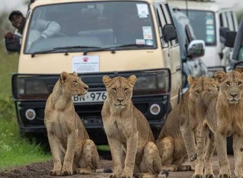 3 days 2 nights group joining Safari to Maasai Mara from Nairobi with free airport pickup