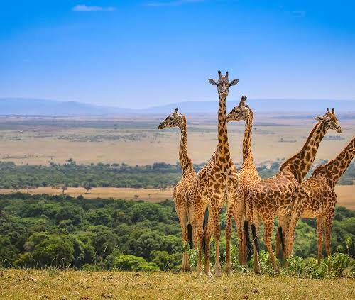 4 days Group Joining safari in Maasai Mara and Lake Nakuru in Lodge upgrade