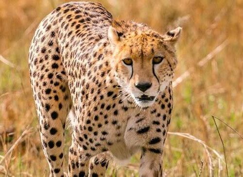 4 days Group joining Safari to Maasai Mara and Lake Nakuru National Park with a 4×4 land cruiser jeep with complimentary airport pick up
