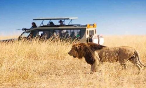 5 Days 4 Nights Private safari to Maasai Mara, Lake Nakuru and Naivasha with a complimentary airport pickup