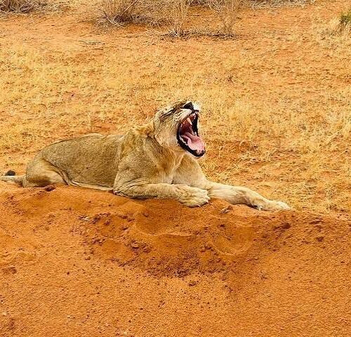 6 DAYS 5 NIGHTS BUDGET GROUP SAFARI TO MAASAI MARA, LAKE NAKURU AND AMBOSELI PARKS.