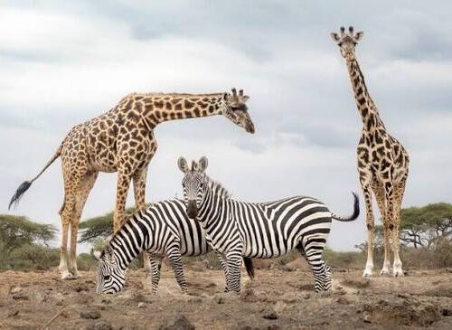 6 DAYS 5 NIGHTS BUDGET GROUP SAFARI TO MASAI MARA,LAKE NAKURU AND AMBOSELI PARKS.