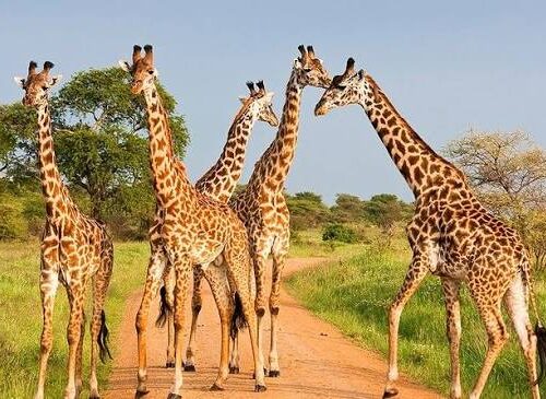 6 DAYS, 5 NIGHTS SMALL GROUP WITH MID-RANGE ACCOMMODATION TO MAASAI MARA, LAKE NAKURU AND AMBOSELI