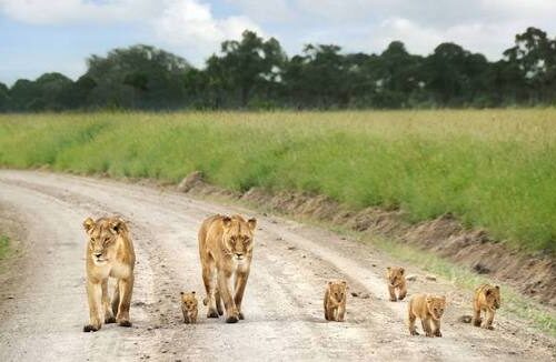 7 DAYS 6 NIGHTS BUDGET GROUP SAFARI TO MAASAI MARA,LAKE NAKURU, NAIVASHA AND AMBOSELI PARKS