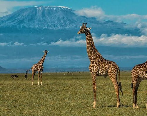 7 Days, 6 Nights Small Group Safari with Mid-Range Accommodation to Masai Mara, Lake Nakuru, Lake Naivasha /Hell’s gate and Amboseli National Parks.
