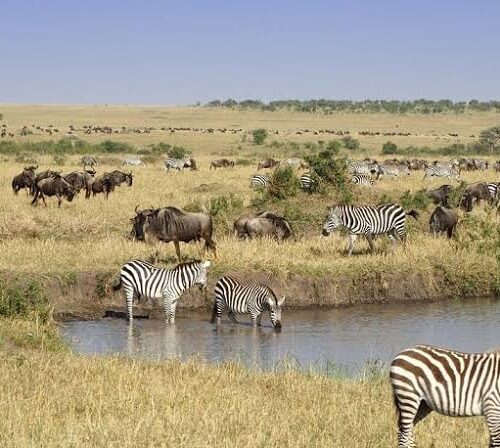 8 Days, 7 Nights Kenya And Tanzania Private Budget Camping Safari with a complimentary stay at After 40 Hotel Nairobi and free airport pick up.
