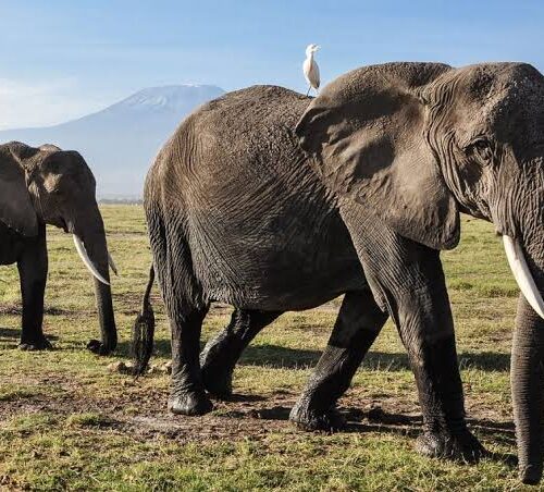 Overnight safari to Aberdare National Park