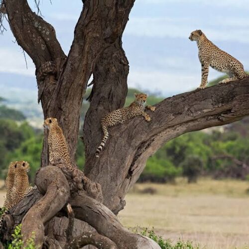 3 Days 2 Nights Modern Train Experience To Amboseli National Park