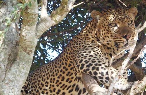 9 Days, 8 Nights Kenya And Tanzania Budget Group Camping Safari Package