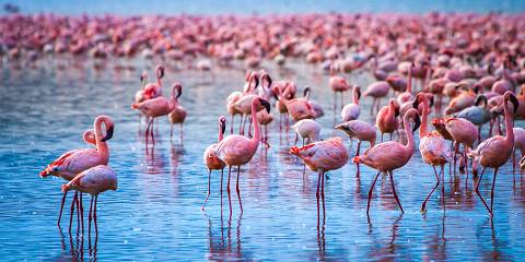 2 Days, 1 Night Flamingo Watching at Lake Bogoria and Lake Nakuru National Park
