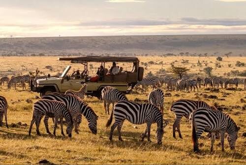 Maasai Mara, Lake Nakuru And Amboseli National Parks in a 4 x4 Landands Nairobi
