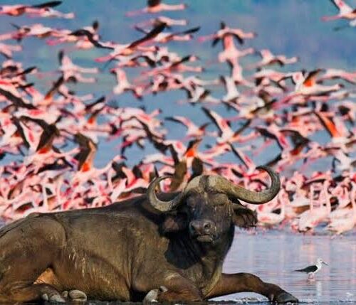 4 days Group Joining safari to Maasai Mara and Lake Nakuru National Park