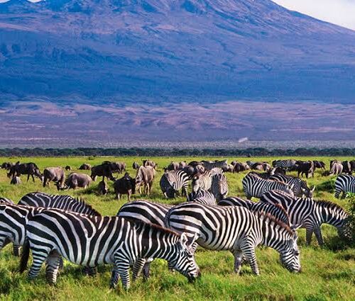 7 Days Safari to Mara, Nakuru, Naivasha and Amboseli with complimentary first night accommodation at Raha Suites with 4×4 Landcruiser Jeep