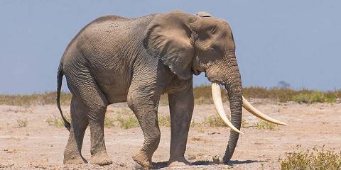 7 Days PRIVATE 4 STAR safari to Masai Mara, Lake Nakuru, Hell’s Gate Naivasha & Amboseli National parks Using a 4WD JEEP