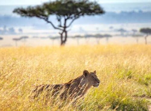 7 Days Safari Package To Masai Mara, Lake Nakuru & Naivasha/Hell’s Gate & Samburu National Reserve with complimentary night at After 40 Hotel in Nairobi and airport pick up
