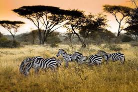 4 Days/ 3 Nights Luxury Short itinerary Tarangire/Ngorongoro/Lake Manyara