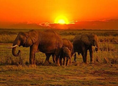 Overnight group Joining Tour to Tsavo East from Kilindini/Mombasa Port