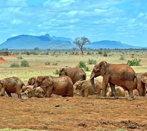 Overnight safari to Tsavo East from Malindi