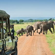 Private overnight Safari to Amboseli from Nairobi