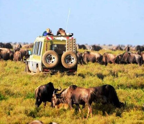 3 Days, 2 Nights Safari To Ngorongoro And Serengeti