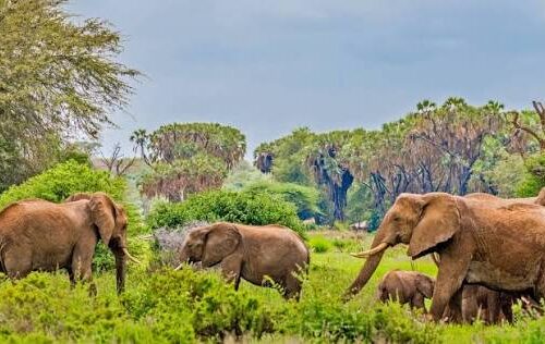 3 Days, 2 Nights Samburu National Reserve Private Safari Package