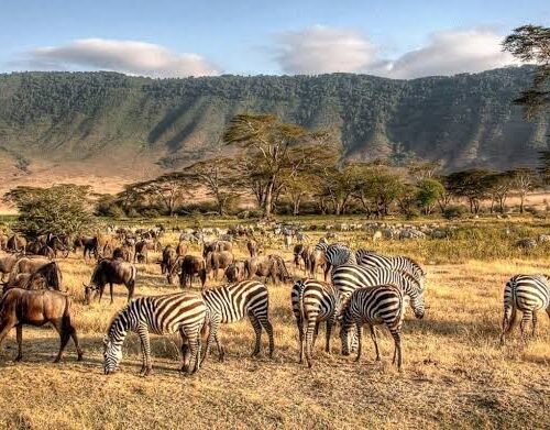 4 Days 3 Nights tanzania Budget camping safari to Serengeti and Ngorongoro