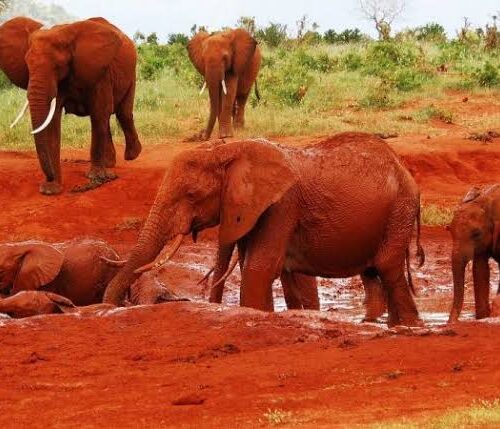 3 Days and 2 Nights safari to Tsavo East from Nairobi