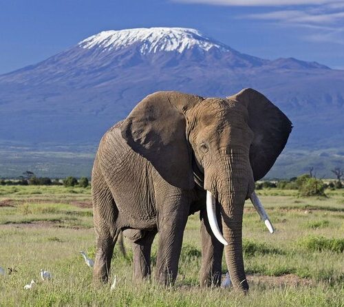 5 days safari to Tsavo East, Tsavo West and Amboseli starting from Mombasa