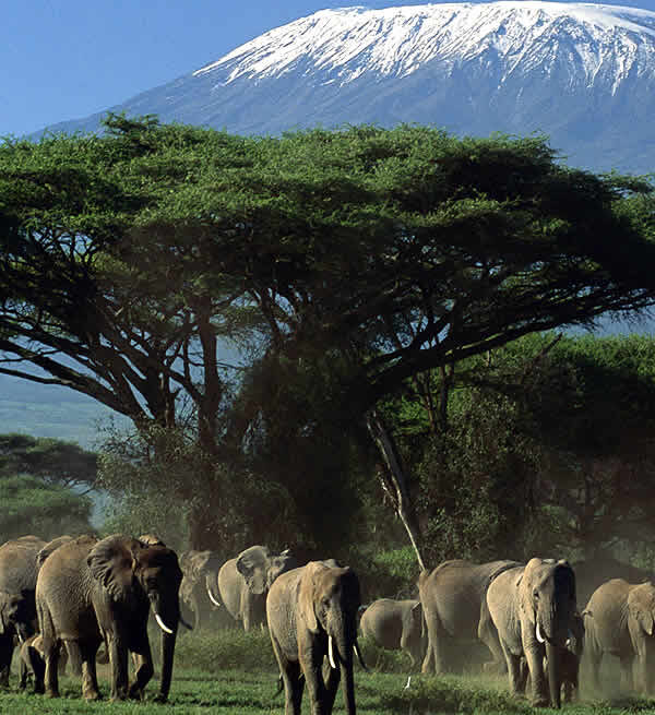 AMBOSELI-KENYA-WILDLIFE-SAFARI