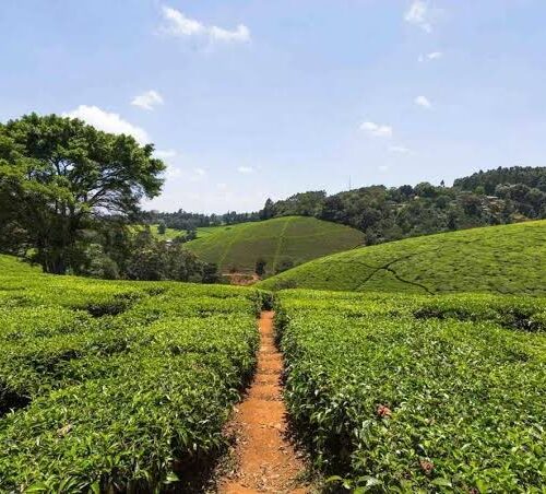 DAY TOUR TO FAIRVIEW COFFEE FARM
