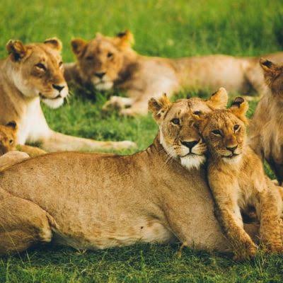 Day Tour To Nairobi National Park Elephant Project Giraffe Center, Bomas Of Kenya And Dinner At Carnivore Restaurant