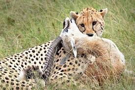 Full-Day Private Tour of Tsavo East National Park from Mombasa