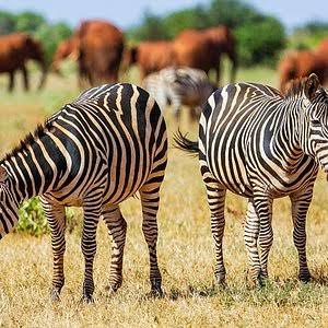 Full Day group joining Tour of Tsavo East National Park from Mombasa/Kilindini Harbour