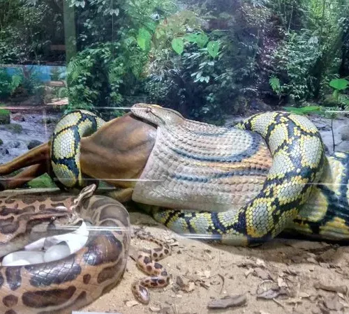 Half Day Tour To Nairobi National Museum & Snake Park