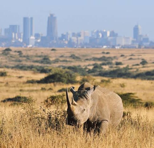 Half day Morning/afternoon tour to Nairobi National park
