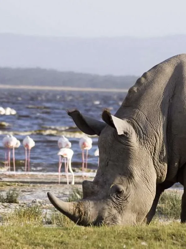 Lake-Nakuru-National-Park-7-scaled