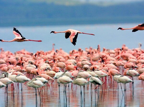 Private Day tour to Lake Nakuru Park with optional boat ride on Lake Naivasha