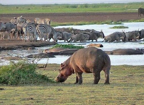 Day tour to Lake Manyara National Park from Arusha