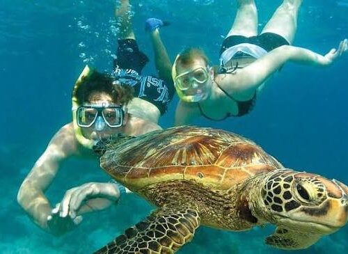 Dolphin and Snorkelling Tours in Watamu